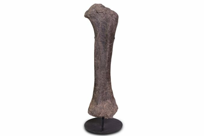 Fossil Sauropod (Camarasaurus) Femur with Metal Stand - Colorado #335471